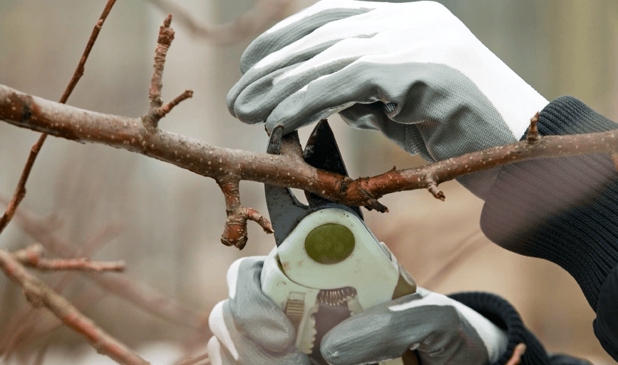 Tree Trimming